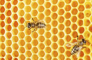 Bees