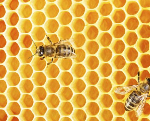 Bees Bees