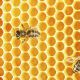 Bees