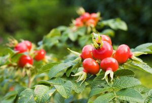 Fruits of rose hips (rosa canina)