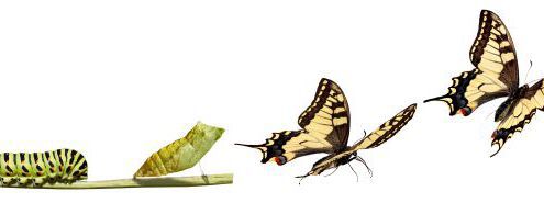 Raupe und Schmetterling Raupe Und Schmetterling