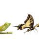 Raupe Und Schmetterling